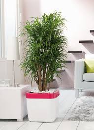 Dracaena Anita Plante Astuce Jardin