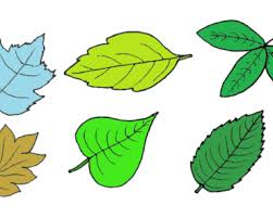 Before you put pencil to paper, make sure you have these supplies on hand Simple Leaf Drawing Archives How To Draw Step By Step