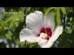 Les cookies de performance et de suivi permettent d'améliorer le fonctionnement de notre site internet afin d'être en mesure de vous offrir la meilleure expérience de navigation possible. Comment Tailler Un Hibiscus De Jardin Jardinerie Truffaut Tv Youtube