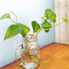 We did not find results for: Tanaman Hias Srigading Hijau Tanaman Tahan Air Tanaman Indoor Shopee Indonesia