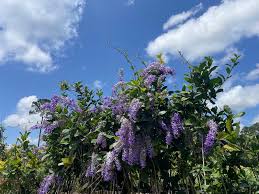 Image result for Vandellia subracemosa