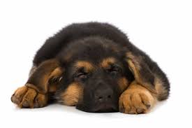 Why Does My Dog Howl In His Sleep