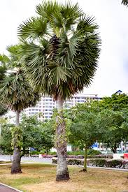 Image result for Borassus