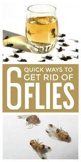 Get Rid Of Flies Naturally Get Rid Of Flies Fruit Fly Trap Diy Fly Traps