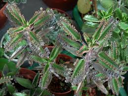 Kalanchoe X Houghtonii Mother Of Millions Hybrid World Of Succulents Succulents Plants House Plants