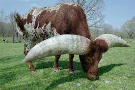 Cattle Watusi Largest Circumference Horns Per Guiness Records Weird Animals Unusual Animals Rare Animals