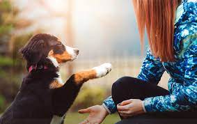 Neutering is a simple surgical procedure that sterilizes a male dog so he's incapable of parenting puppies. Pet Insurance Vs Pet Wellness Trupanion