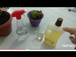 Mısır nişastası, indir, karbonat indir, , nane, elma sirkesi ve indir, arap sabunu indir, ile evinizde. Unlu Bit Ile Arap Sabunu Ve Sirkeli Mucadele Uygulamali Youtube