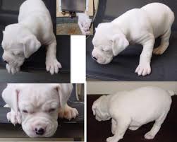 White Boxer Puppies For Sale Tennessee Page 4