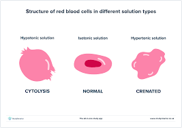Chapter 5 - Cell Transport | Ppt