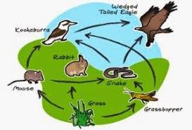 Pengertian Ekosistem Tips Cara Baru Biome Ekosistem Hidup