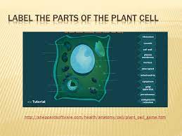 Check spelling or type a new query. Differences Between Plant And Animal Cells Plant Cellsanimal Cells Cell Wall Cell Membrane Cytoplasm Mitochondria Endoplasmic Reticulum Chloroplast Ribosomes Ppt Download