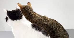 To see a list of cat breeds and their relevant genetic disease tests please click here. Basepaws 99 Cat Dna Test Tells You What S Truly Wrong With Your Cat Wired