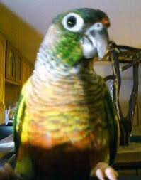 Green Cheeked Conure Care