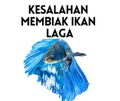 Cara budidaya ikan lele terlengkap 2021, dengan angka kematian hanya 0,1%. 5 Kesalahan Dalam Membiak Telur Ikan Laga Cara Membiak Ikan Laga