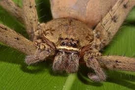 Exotische spinne in bananenkiste entdeckt. Bananenspinnen Phoneutria Jagdspinnen Giftspinnen