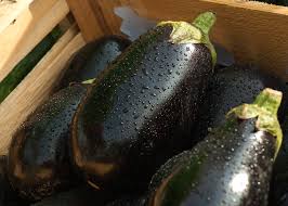 Eggplants growing in cold soil or exposed to chilly weather will sulk and potentially suffer from insect and disease problems. Eggplant Planting Growing And Harvesting Eggplants The Old Farmer S Almanac