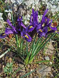 Image result for Zygotritonia atropurpurea