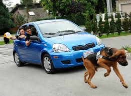 Related:toyota yaris 2002 parts toyota yaris 2003. Gus 2002 Toyota Echo Yaris Also Known As Blueberry The Autocracy