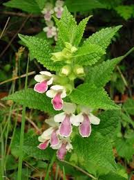 La mélisse et ses bienfaits - Thé-Passion