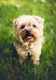 Cute Puppy Wallpapers Top Free Cute Puppy Backgrounds Wallpaperaccess Convenient green download buttons allow you to upload images.