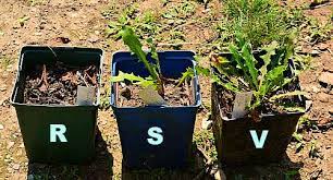 Then water the plants with this preparation. Homemade Weed Killer Roundup Vs Vinegar Vs Salt