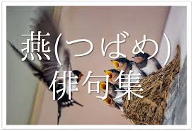 燕(つばめ)の俳句 30選】春の季語!!雛や巣立ちなどを詠んだ有名＆一般俳句を紹介 | 俳句の教科書｜俳句の作り方・有名俳句の解説サイト