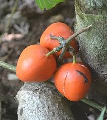 Image result for Adenia rumicifolia