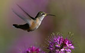 We did not find results for: Free Download Flowers Wallpaper Photo And Wallpaper All Hummingbird Flowers 1440x900 For Your Desktop Mobile Tablet Explore 47 Floral Wallpaper With Birds Parrot Wallpaper Bird Wallpaper For Walls Bird