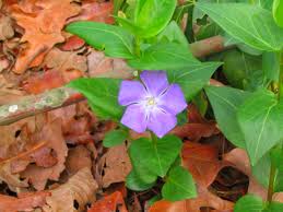 Image result for Vinca major