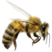 The 10 best pest exterminators near me (with free estimates). New Jersey Bee Pest Control Services Viking Pest Control