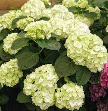 Not enough water, soil draining too quickly without retaining moisture, tree roots that compete with the hydrangea for water/ intercept rainfall, too much sun or too much nitrogen fertilizer. Hydrangea Turning Green 3 Reasons Gardener Report