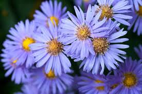 September birth flowers aster flower aster flowers one of the september birth flowers are symbols of love, afterthought, faith, wisdom, valor, and light. What S Your Birth Flower Birth Month Flowers Meanings The Old Farmer S Almanac