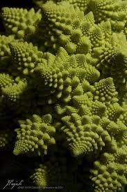 Fractal Geometry 2 Romanesco Broccoli Fibonacci Sequence Romanesco