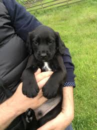 The cocker spaniel mix can have multiple purebred or mixed breed lineage. Springer Spaniel Lab Mix Puppies For Sale Petfinder