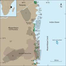 Image result for Warneckea cordiformis