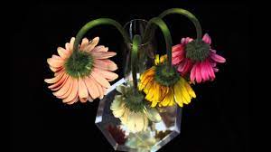 Wilting Gerbera Daisies Time Lapse By Nicole Snyder Youtube