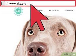 3 formas de elegir un cachorrito de labrador retriever