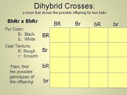 Dihybrid cross is a cross involving two pairs of contrasting character. Heredity And Genetics Part Two Dihybrid Crosses Two