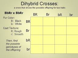 D) members of the f1 generation had only one allele for each trait, . Heredity And Genetics Part Two Dihybrid Crosses Two