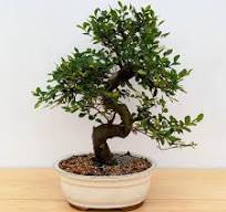 Imported Chinese Elm Bonsai - Great For Beginners (Inside / Outside)