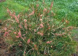 Image result for Hakea