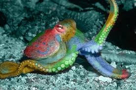 Octopus Sea Animals Beautiful Sea Creatures Ocean Creatures