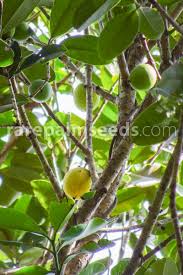 Image result for Mammea