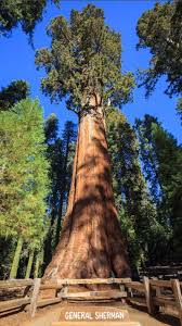 604 m (1,982 ft) 2010: The Tallest Tree In The World Best Landscape Ideas
