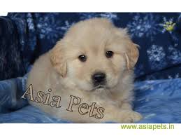 The golden retriever is one of the most popular dogs in america and is a popular breed in many parts of the world. Golden Retriever Pups For Sale In Madurai On Golden Retriever Breeders