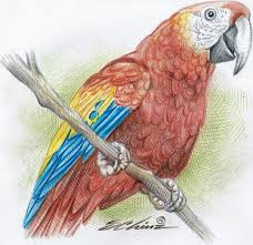 Ara macao, su alimentación consiste en: La Fragilidad De Los Simbolos Nacionales De Honduras Diario El Heraldo