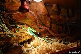 Oświetlenie terrarium powinno działać w trybie dziennym od 12 do 14 godzin. Terrarium 100x40x40 Wraz Z Mieszkancem Waz Zbozowy Zabrze Sprzedajemy Pl