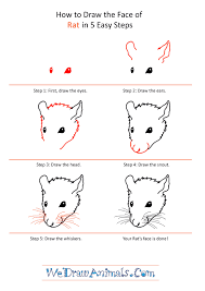 How To Draw A Rat Face