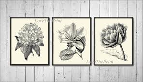 Antique Botanical Prints Black And White Pin On Botanical Prints